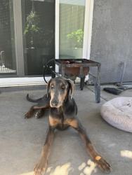 Found/Stray Female Dog last seen Sylvan and Oakdale , Modesto, CA 95355