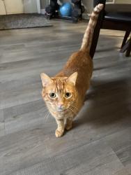 Lost Male Cat last seen North Hearthwood neighborhood , Vancouver, WA 98684