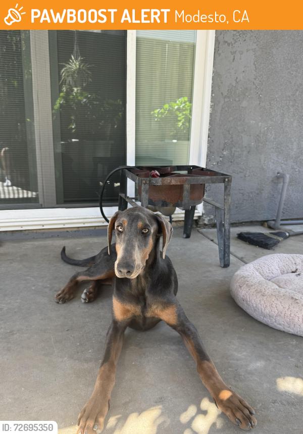 Found/Stray Female Dog last seen Sylvan and Oakdale , Modesto, CA 95355