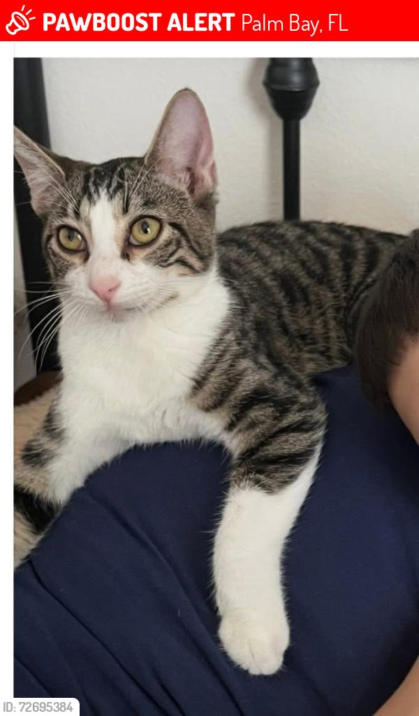 Lost Male Cat last seen Cogan/Westunder/Wilkinson Ave SE, Palm Bay, FL 32909