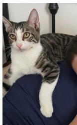 Lost Male Cat last seen Cogan/Westunder/Wilkinson Ave SE, Palm Bay, FL 32909