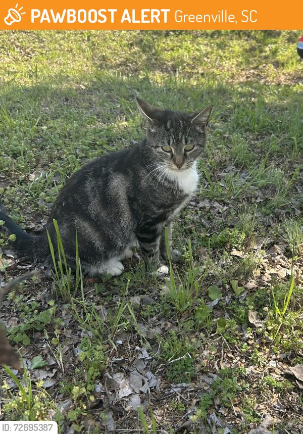 Found/Stray Unknown Cat last seen Near Antioch Church Road at Idlewild, Greenville, SC 29605
