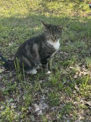 Found/Stray Unknown Cat last seen Near Antioch Church Road at Idlewild, Greenville, SC 29605