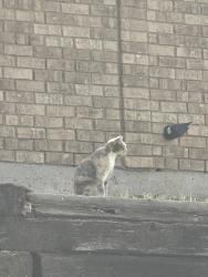 Found/Stray Unknown Cat last seen River oaks , Arlington, TX 76006