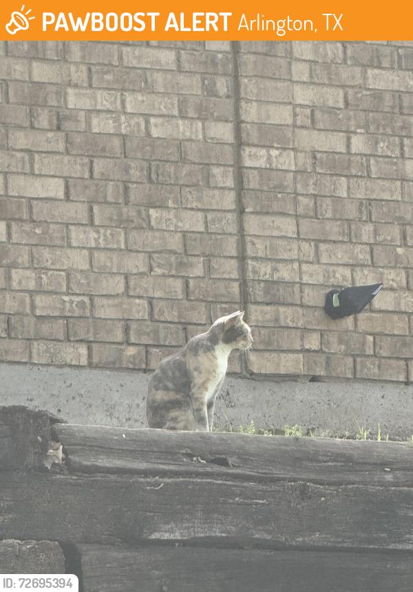 Found/Stray Unknown Cat last seen River oaks , Arlington, TX 76006