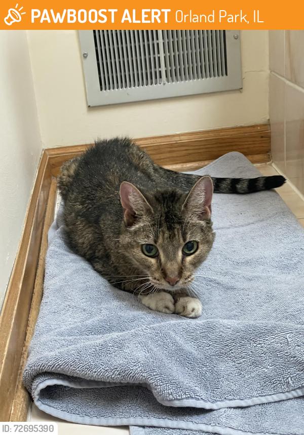 Found/Stray Unknown Cat last seen Cachey Park, Orland Park, IL 60462