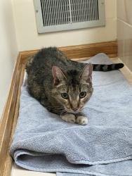Found/Stray Unknown Cat last seen Cachey Park, Orland Park, IL 60462