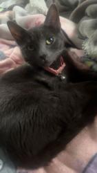 Lost Female Cat last seen lots of hses, Wilton, NH 03086
