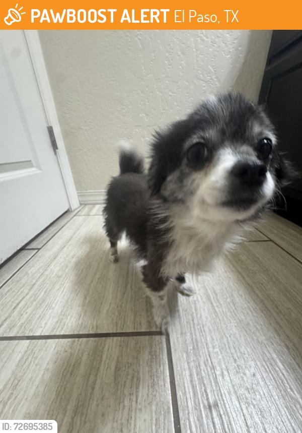Found/Stray Unknown Dog last seen Heading east on 12640 Greg Martinez Dr. 79928, El Paso, TX 79928