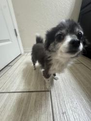 Found/Stray Unknown Dog last seen Heading east on 12640 Greg Martinez Dr. 79928, El Paso, TX 79928