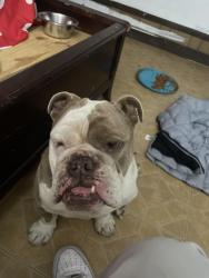 Found/Stray Male Dog last seen Near riggan st, Corpus Christi, TX 78404