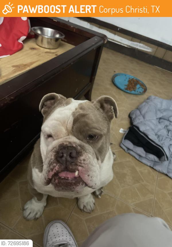 Found/Stray Male Dog last seen Near riggan st, Corpus Christi, TX 78404