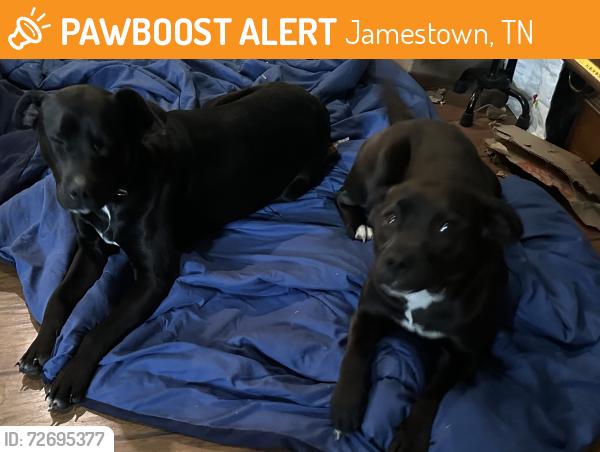 Found/Stray Male Dog last seen Near N Les Franklin Rd, Jamestown, TN 38556