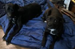 Found/Stray Male Dog last seen Near N Les Franklin Rd, Jamestown, TN 38556