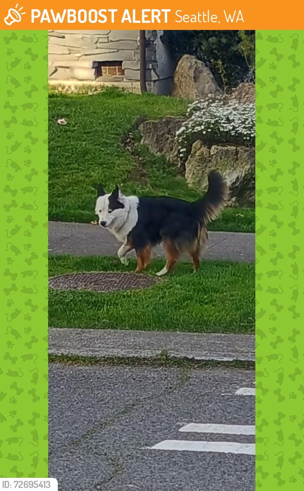 Found/Stray Unknown Dog last seen 13th ave s and grand street, Seattle, WA 98144