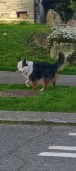 Found/Stray Unknown Dog last seen 13th ave s and grand street, Seattle, WA 98144