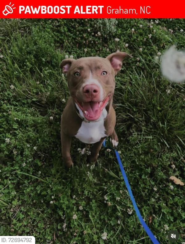 Lost Male Dog last seen Near travora st, Graham, NC 27253
