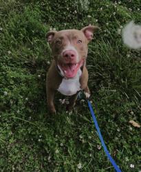 Lost Male Dog last seen Near travora st, Graham, NC 27253
