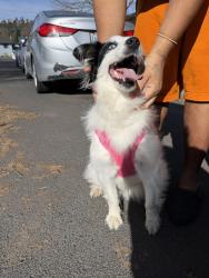 Found/Stray Female Dog last seen Evergreen Elementary , Spokane, WA 99208
