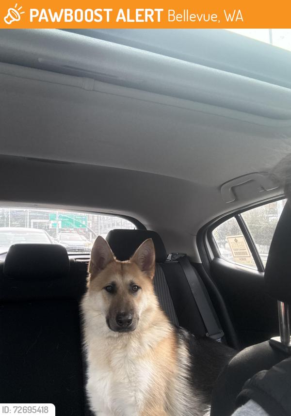 Found/Stray Male Dog last seen Near 156th Ave SE Bellevue, WA  98007 United States, Bellevue, WA 98007