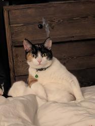 Lost Female Cat last seen Meadway, Bedford, England MK41