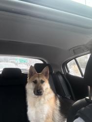Found/Stray Male Dog last seen Near 156th Ave SE Bellevue, WA  98007 United States, Bellevue, WA 98007