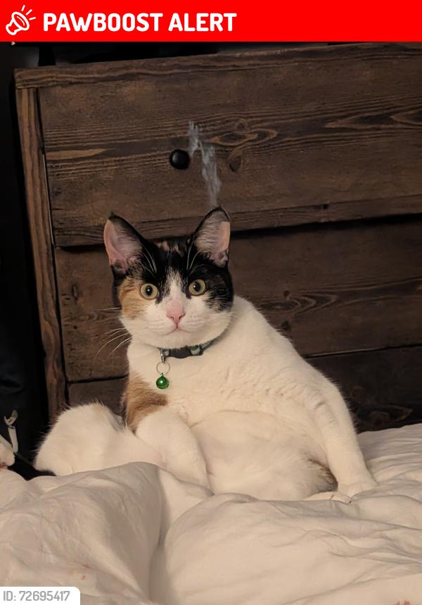 Lost Female Cat last seen Meadway, Bedford, England MK41