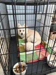 Found/Stray Female Dog last seen Glen Harmon elementary , Arlington, TX 76017