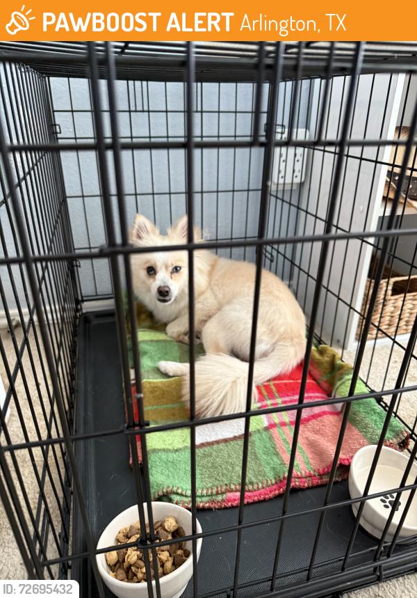 Found/Stray Female Dog last seen Glen Harmon elementary , Arlington, TX 76017