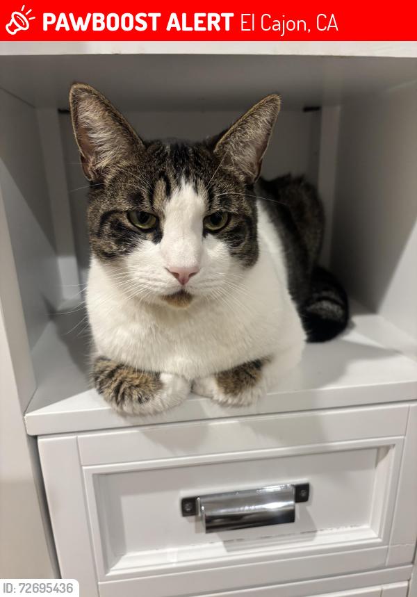 Lost Male Cat last seen Chase Ave and Rancho Valle Court in El Cajon, El Cajon, CA 92020