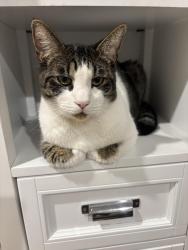 Lost Male Cat last seen Chase Ave and Rancho Valle Court in El Cajon, El Cajon, CA 92020
