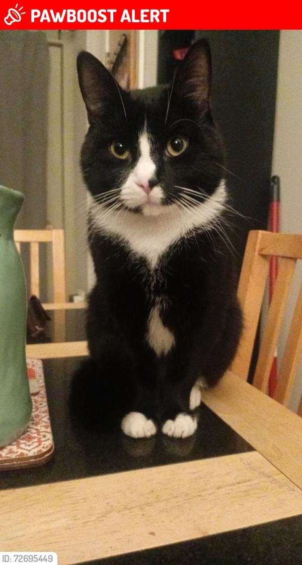 Lost Male Cat last seen Lower falls, Belfast, Northern Ireland BT13