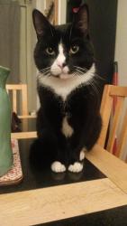Lost Male Cat last seen Lower falls, Belfast, Northern Ireland BT13