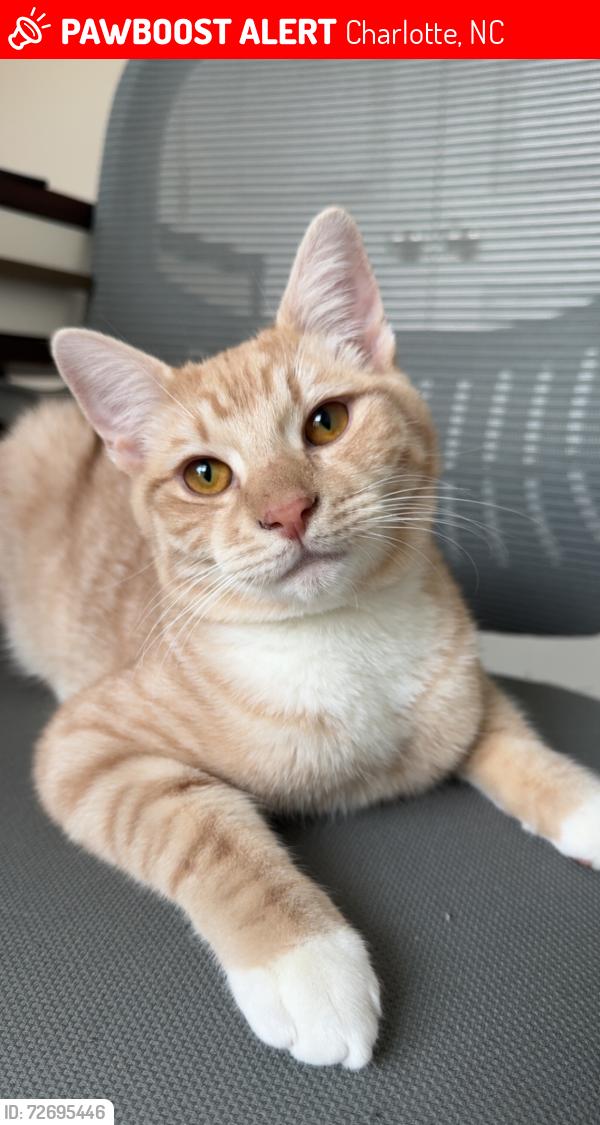 Lost Male Cat last seen Academy and Spencer, Charlotte, NC 28205