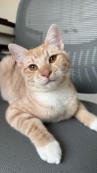 Lost Male Cat last seen Academy and Spencer, Charlotte, NC 28205