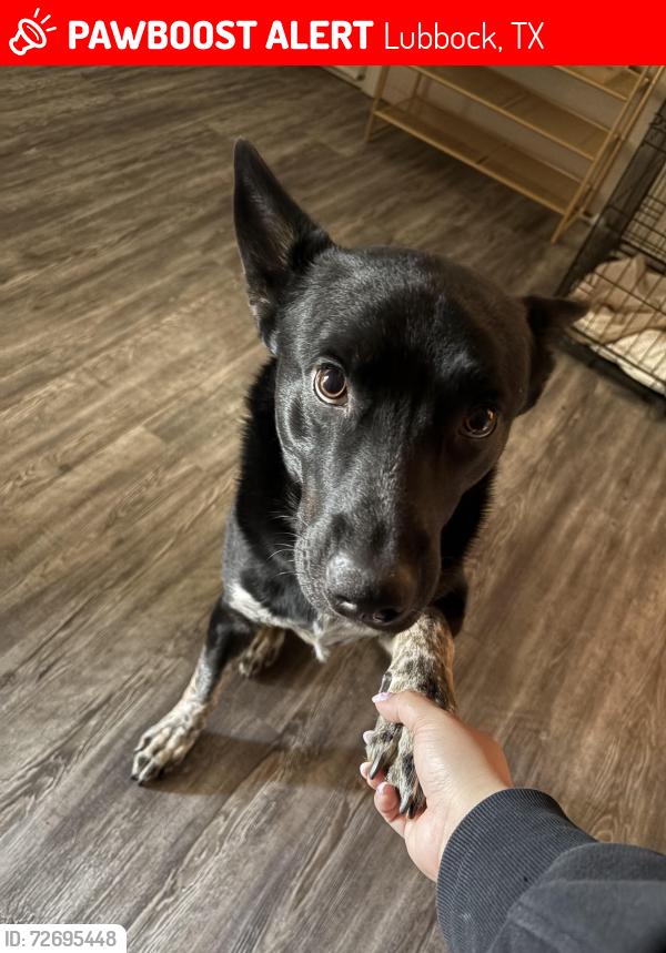 Lost Male Dog last seen Kemper St, Lubbock, TX 79416