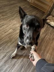 Lost Male Dog last seen Kemper St, Lubbock, TX 79416