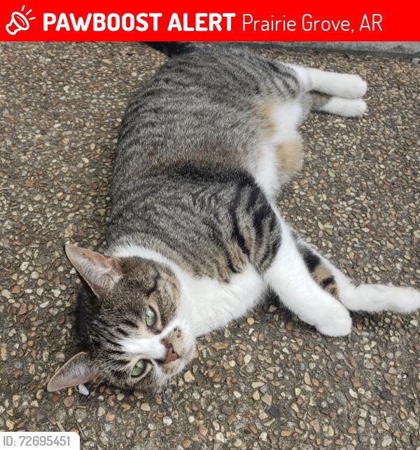 Lost Female Cat last seen Hwy 170 and Garland McKee, Farmington, AR, Prairie Grove, AR 72753