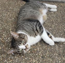 Lost Female Cat last seen Hwy 170 and Garland McKee, Farmington, AR, Prairie Grove, AR 72753