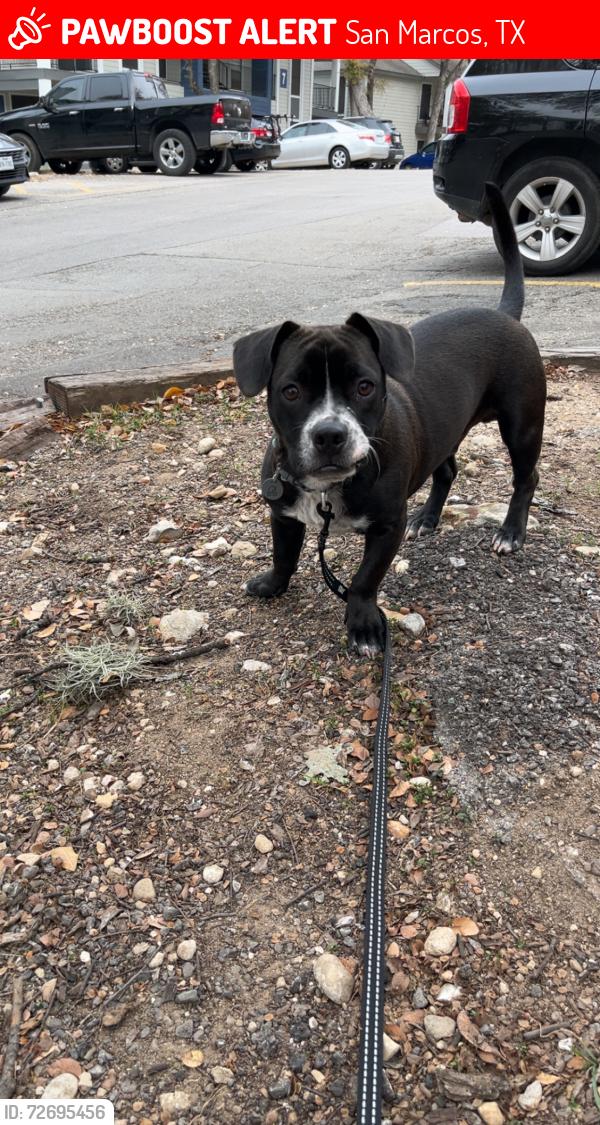 Lost Male Dog last seen Trailer park , San Marcos, TX 78666