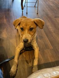 Found/Stray Female Dog last seen Nolan and Pine, San Antonio, TX 78202