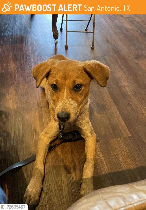 Found/Stray Female Dog last seen Nolan and Pine, San Antonio, TX 78202