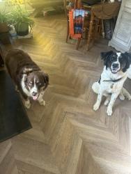 Found/Stray Male Dog last seen Dollar General, Falkville, AL 35622