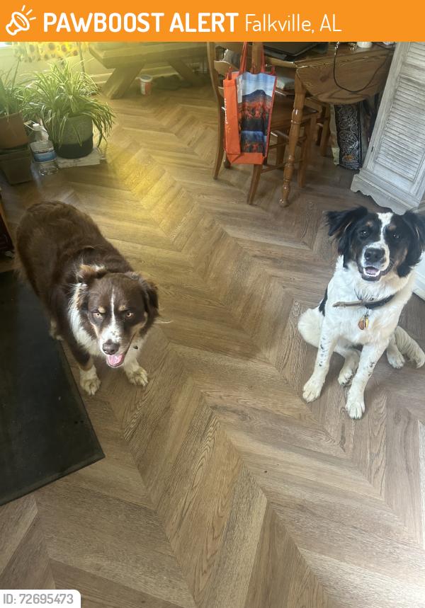 Found/Stray Male Dog last seen Dollar General, Falkville, AL 35622