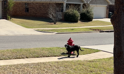 Found/Stray Female Dog last seen Going north on Lerkim Ln and lost sight at Piper St, Norman, OK 73069