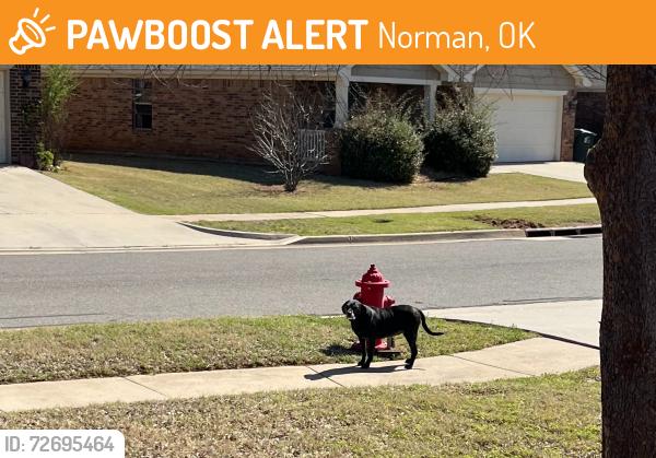 Found/Stray Female Dog last seen Going north on Lerkim Ln and lost sight at Piper St, Norman, OK 73069