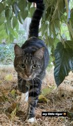 Lost Female Cat last seen Gibson road and East st, Woodland, CA 95776