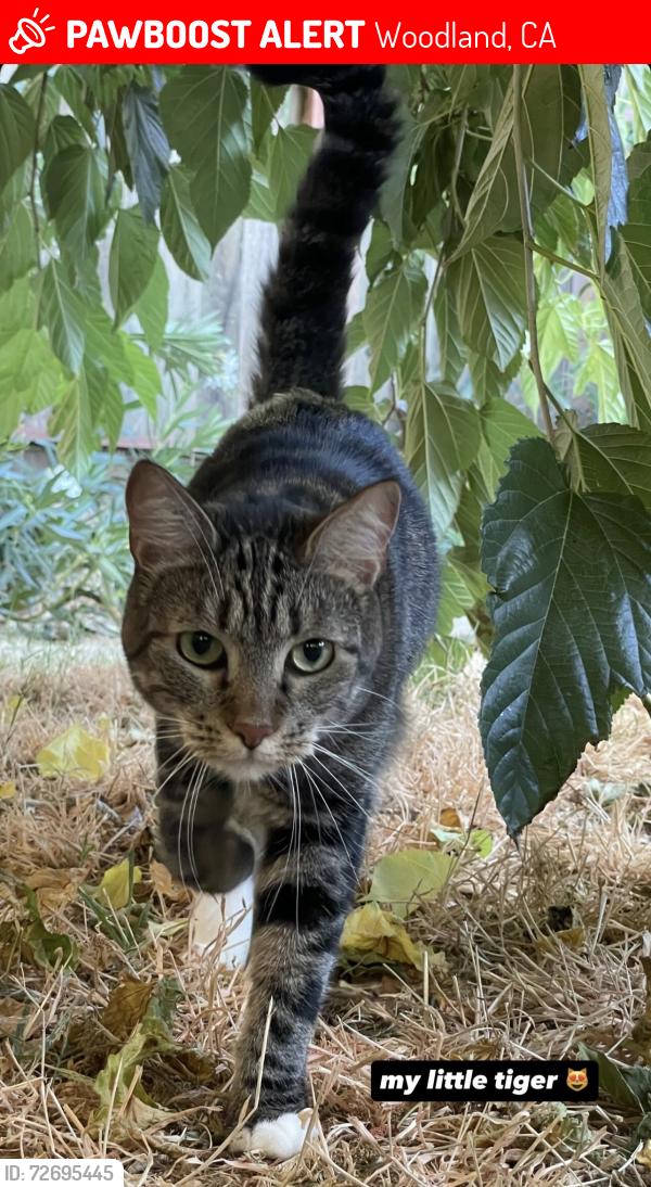 Lost Female Cat last seen Gibson road and East st, Woodland, CA 95776
