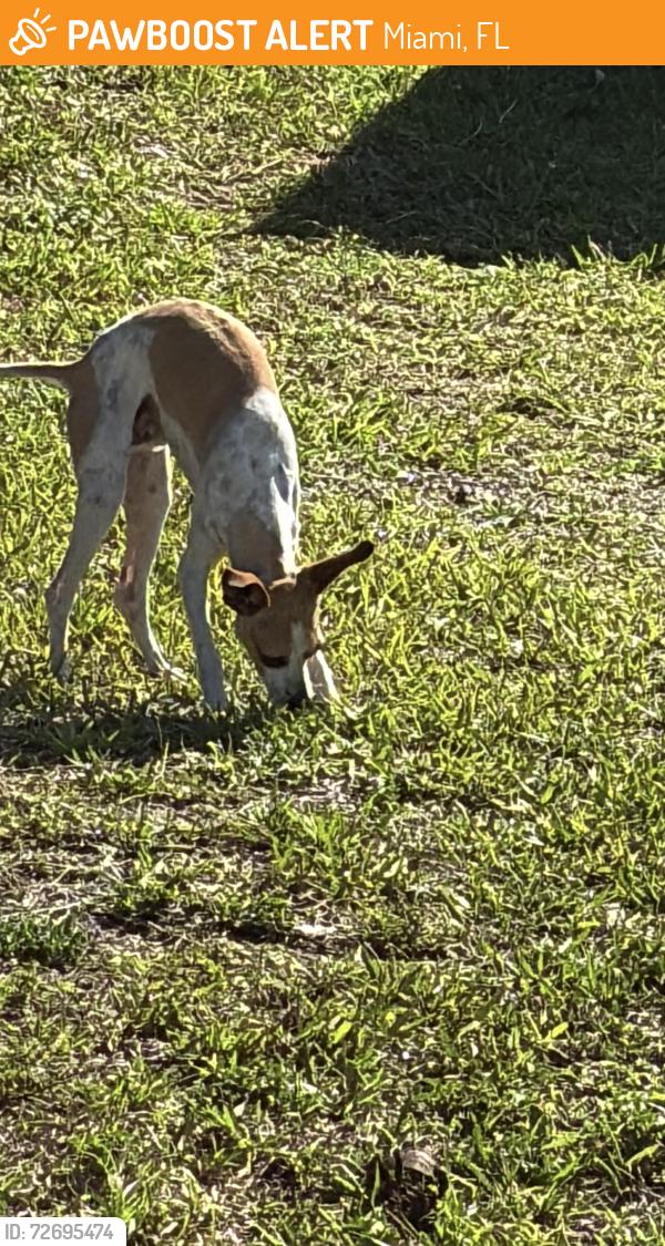 Found/Stray Male Dog last seen Miller Road at SW 92 Avenue - 2 miles west of Tropical Park, Miami, Miami, FL 33155