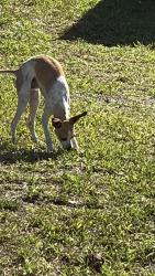 Found/Stray Male Dog last seen Miller Road at SW 92 Avenue - 2 miles west of Tropical Park, Miami, Miami, FL 33155